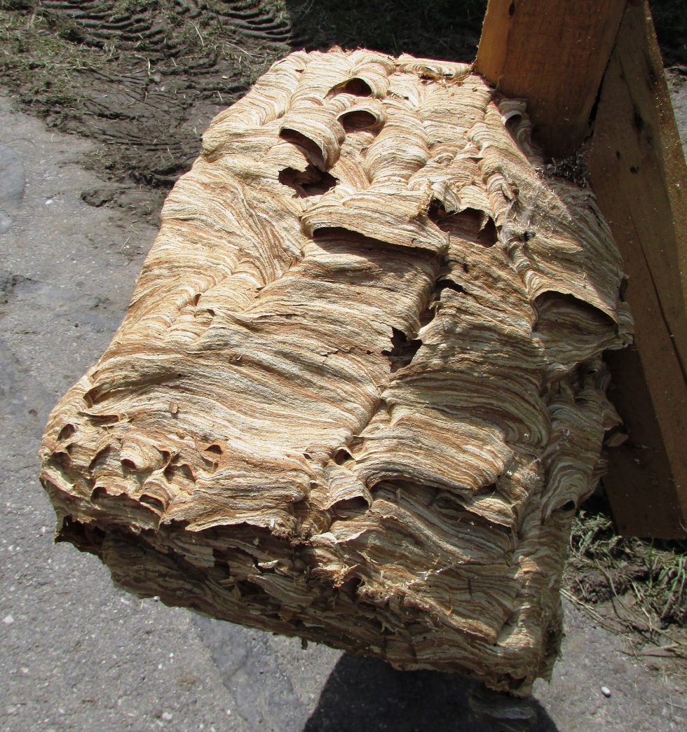 Nid de frelons guêpes qui paye ? assurance , locataire, propriétaire